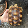 Juvenile Sulcata Tortoises for sale