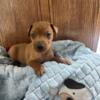 Adorable Purebred Miniature Pinscher Puppy ready for a furever home!