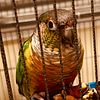 2 Beautiful green cheek conures 500.00