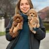 Lovely Maltipoo Puppies for a Loving Home