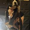 Pit Corso Puppies