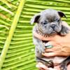 AKC - French Bulldog Puppy - Blue - Isabella Carrier Female