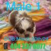 CKC Full blooded and Healthy Shihtzu puppies