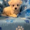 Maltese male available now