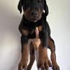 Doberman puppies