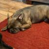 Frenchie pups for sale