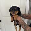 Rottweiler pups 