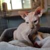  kittens sphynx GERTIE