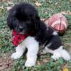 AKC Newfoundland Puppies- Shots, Microchip, Free Insurance etc