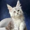 Silver Maine Coon Kitten – Imported – Delivery Available