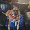 very sweet shepherd pug mix to forever loveing home