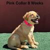 AKC Light Fox Red And Yellow Labrador Puppies