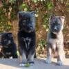 Husky German Shepherd Puppies