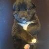 German Shepard Pups