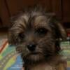 Yorkie Poo Female Teacup