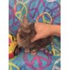 BABY DWARF BUNNY RABBITS 🐰 Netherland, Lionhead, Holland Lop