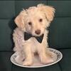 Rehoming Yorkiepoo's