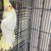 cockatiel