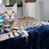 Guaranteed Purebred Bengal Kitten with arrowhead rosettes & spots like a mini leopard- TICA registered