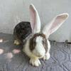 Continental Giant rabbit, Sandy and white color Male. Will be huge!