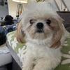 Harper/Bailey" Shih Tzu Females