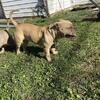 500$ Exotic bully pup with papers and good blood 🩸 line
