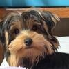 Male Yorkie puppy-ready to go!