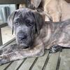 Cane Corsos puppies available