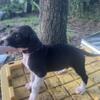Akc registered Great Dane puppies