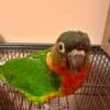 14 months old Red Factor Green Cheek Conure