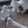 White pigeons 