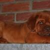 Puppy Dogue de Bordeaux