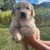 Akc golden retriever puppies 