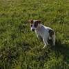 Female Jack Russell Terrier Puppy