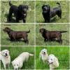 AKC English Labrador Retriever Puppies