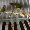 Pair of Conures Male & Female