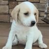 Small Female Lemon and White Beagle Puppy for sale