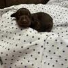 Red & Rust AKC female