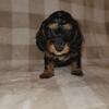 Doxie-doodle