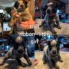 Pure bred blue heeler puppies available