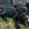 Italy mastiff Cane Corso puppies