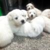 Great Pyrenees puppies