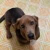 9month Basset Hound For Sale