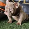 Exotic bully male pup available