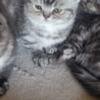 Silver tabby himalayan kitten