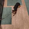 2 year-old male welsh Corgi asking $150.00