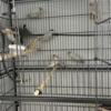 Java finch for sale 75 esch