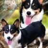 AKC Health tested Pembroke Welsh Corgi