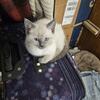 Beautiful male Siamese kitten