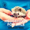 Hedgehogs For Sale | Hedgehog breeder in Texas